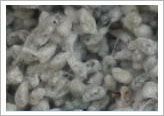 Cottonseed