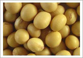 Soybean 